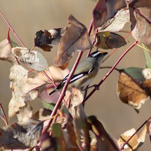 Wild Striated Pardalote (Pardalotus striatus)