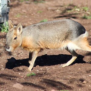 Patagonian Mara (Dolichotis patagonum)