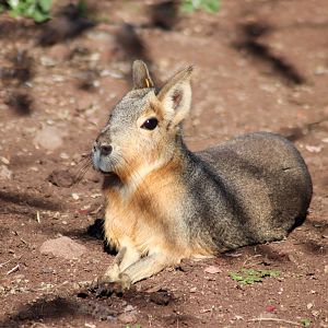 Patagonian Mara (Dolichotis patagonum)