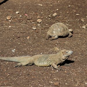Rhinoceros Iguana (Cyclura cornuta) and Aldabra Giant Tortoise (Aldabrachelys gigantea)