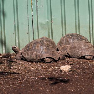 Aldabra Giant Tortoises (Aldabrachelys gigantea)