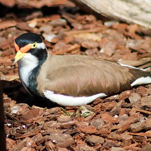 Banded Lapwing (Vanellus tricolor)