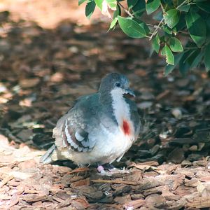 Luzon Bleeding-heart Dove (Gallicolumba luzonica)