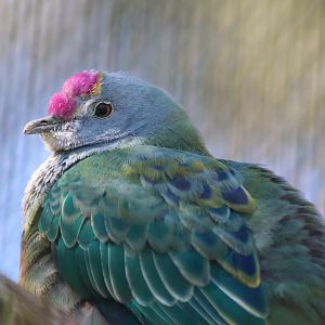 Rose-crowned Fruit Dove (Ptilinopus regina)