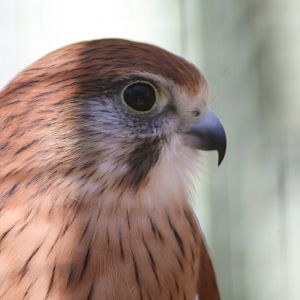 Nankeen Kestrel (Falco cenchroides)