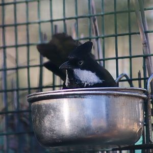 Eastern Whipbird in Food Bowl