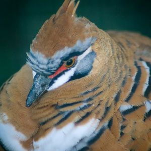 Spinifex Pigeon (Geophaps plumifera)