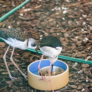 Pied Stilt Juvenile and Adult (Himantopus leucocephalus)