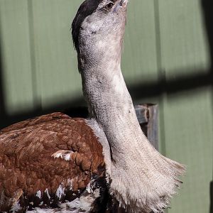Australian Bustard (Ardeotis australis)