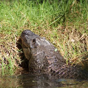 American Alligator (Alligator mississippiensis)