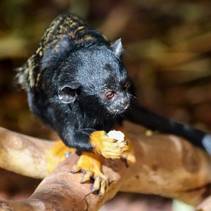 Red-handed Tamarin (Saguinus midas)