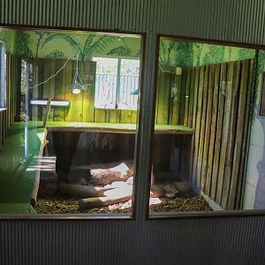 New Komodo Dragon Enclosure