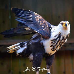 African Fish Eagle