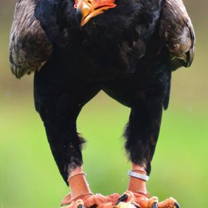 Bateleur Eagle