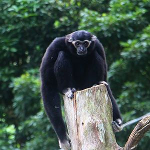 Orang Utan Island - Pileated Gibbon