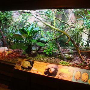 Tortoise Shell-ter - Elongated Tortoise and Blue Tree Monitor exhibit
