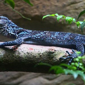 Tortoise Shell-ter - Blue Tree Monitor