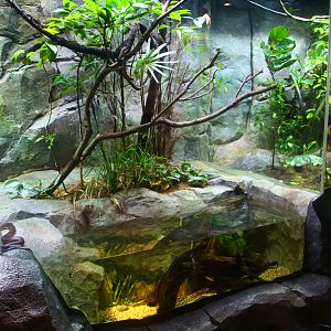 RepTopia - Green Tree Python, Savu Island Python and Elephant Trunk Snake exhibit