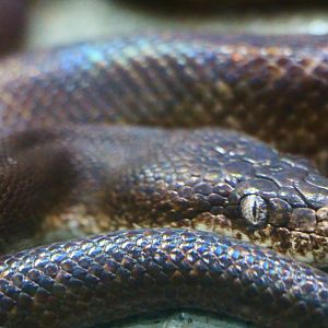 RepTopia - Savu Island Python