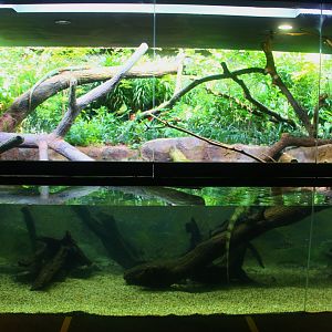 RepTopia - Caiman Lizard exhibit