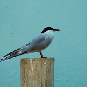 Common Tern