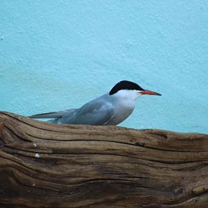 CommonXForster's Tern