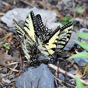Swallowtail butterflies