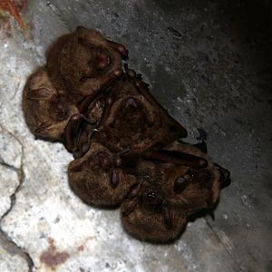 tricolored bat (Perimyotis subflavus) Formerly known as the eastern pipistrelle