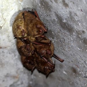 tricolored bat (Perimyotis subflavus) Formerly known as the eastern pipistrelle