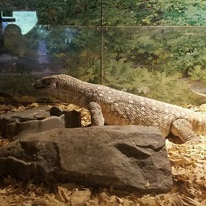 Pocono Snake&Animal Farm - Savannah Monitor
