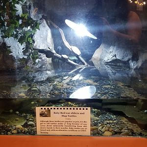 Pocono Snake&Animal Farm - Baby Sliders & Map Turtles