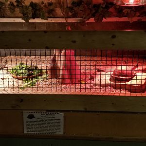 Pocono Snake&Animal Farm - Box Turtles