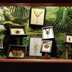 Pocono Snake&Animal Farm - framed insects