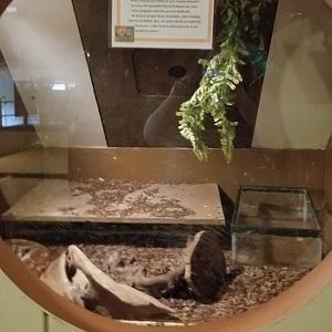 Pocono Snake&Animal Farm - Blood Python