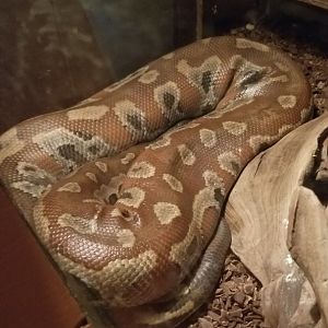 Pocono Snake&Animal Farm - Blood Python