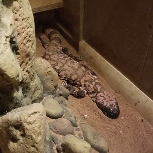 Pocono Snake&Animal Farm - Gila Monster