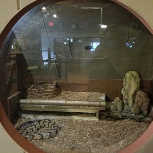 Pocono Snake&Animal Farm - unsigned rattlesnake