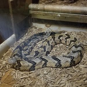 Pocono Snake&Animal Farm - unsigned rattlesnake