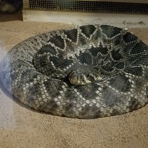 Pocono Snake&Animal Farm - Eastern Diamondback