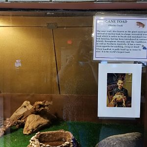 Pocono Snake&Animal Farm - Cane Toad