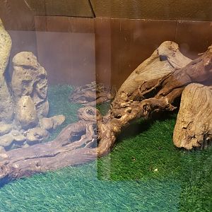 Pocono Snake&Animal Farm - Cane Toad