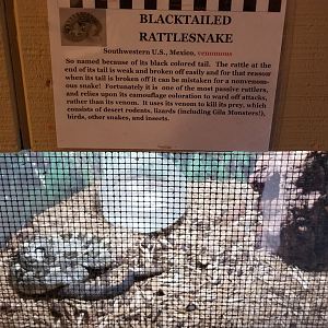 Pocono Snake&Animal Farm - Blacktailed Rattlesnake