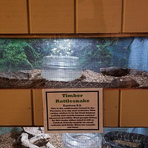 Pocono Snake&Animal Farm - Timber Rattlesnakes x 2