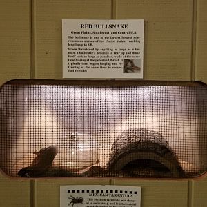 Pocono Snake&Animal Farm - Red Bullsnake