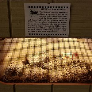 Pocono Snake&Animal Farm - Mexican Tarantula