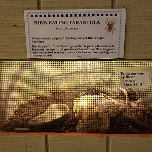 Pocono Snake&Animal Farm - Bird-eating Tarantula