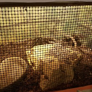 Pocono Snake&Animal Farm - Tarantula and shed skin (right)