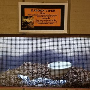 Pocono Snake&Animal Farm - small Gaboon Viper