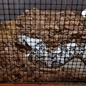 Pocono Snake&Animal Farm - Gaboon Viper