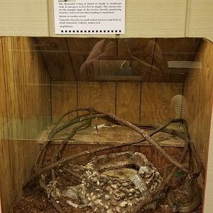 Pocono Snake&Animal Farm - Monocled Cobra